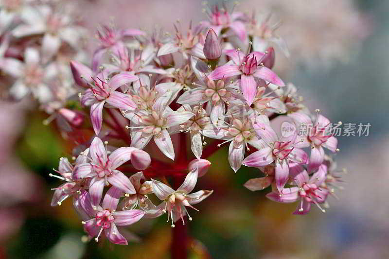 龙葵/玉花/钱花